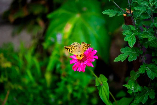 Hermosa Mariposa Fritillary Recoge Néctar Flor Zinnia Jardín Speyeria Aglaja —  Fotos de Stock