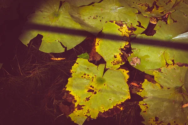 Лягушка Пруду Водяными Лилиями Лотосами — стоковое фото