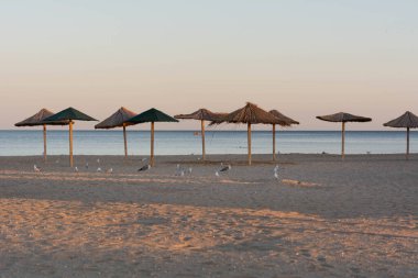 Martılar ve albatroslar akşam kumsalı boyunca sahil şemsiyeleri arasında yürürler.