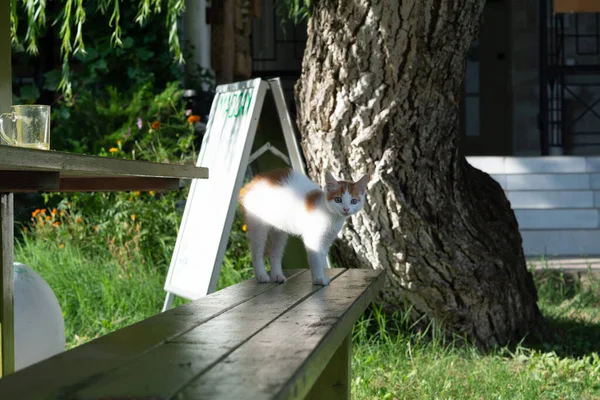 太陽の光の中で白い赤い子猫 — ストック写真