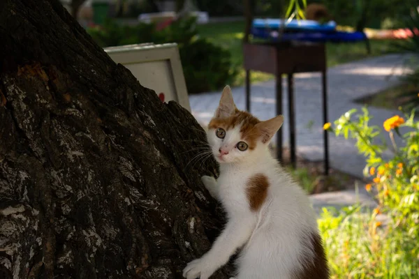 白い赤い子猫が柳の木の上に座り カメラのレンズを覗き込む — ストック写真