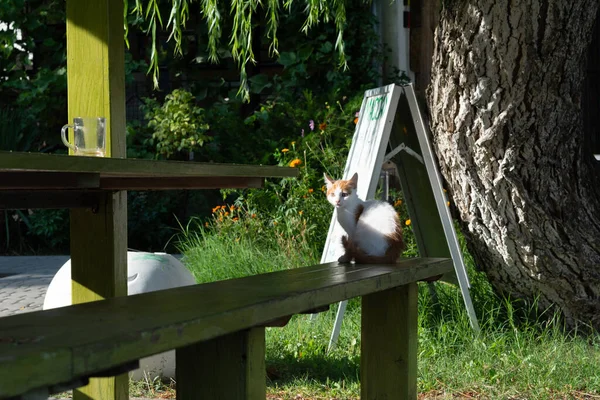 Weißrotes Kätzchen Den Strahlen Der Tagessonne — Stockfoto