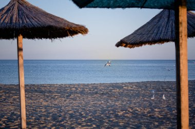 Gün batımında Karadeniz kıyısında bir dizi martı.