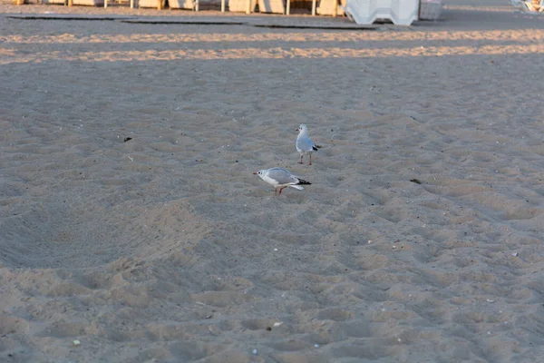 Series Shots Sea Gulls Black Sea Beach Sunset — Stock Photo, Image