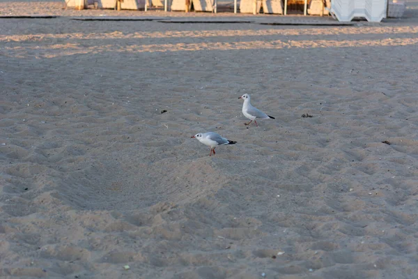 Series Shots Sea Gulls Black Sea Beach Sunset — Stock Photo, Image