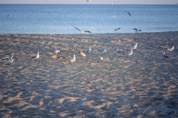 Une Série Clichés Mouettes Sur Côte Mer Noire Coucher Soleil — Photo