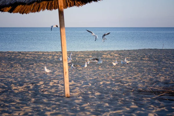 Під Час Заходу Сонця Узбережжі Чорного Моря Зграї Чайок — стокове фото