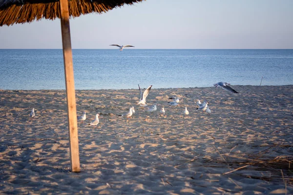 Una Serie Tiros Gaviotas Costa Del Mar Negro Durante Atardecer —  Fotos de Stock