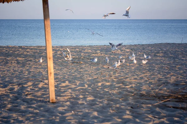 Gün Batımında Karadeniz Kıyısında Bir Dizi Martı — Stok fotoğraf