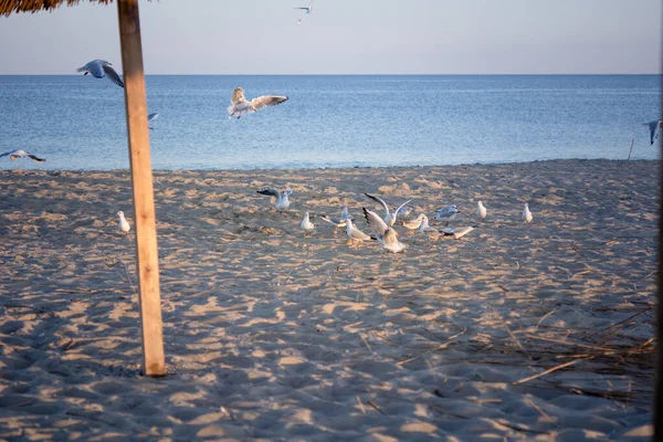 Gün Batımında Karadeniz Kıyısında Bir Dizi Martı — Stok fotoğraf