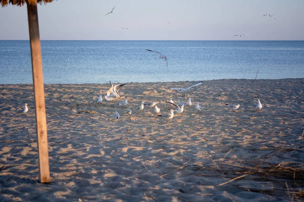 Una Serie Tiros Gaviotas Costa Del Mar Negro Durante Atardecer —  Fotos de Stock