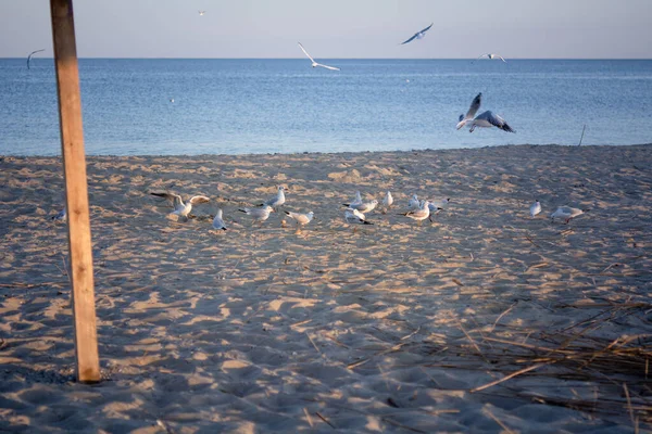 Una Serie Tiros Gaviotas Costa Del Mar Negro Durante Atardecer — Foto de Stock