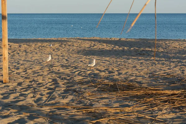 Uma Série Fotos Gaivotas Costa Mar Negro Durante Pôr Sol — Fotografia de Stock