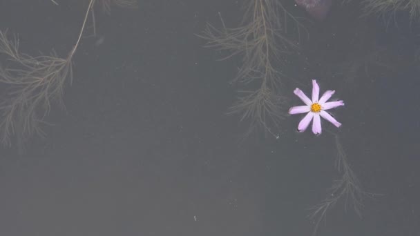 White Cosmos Flower Bud Floats Pond Fps — Stock Video