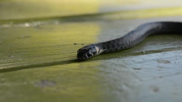 Hadí Mláďata Natrix Natrix Také Známý Jako Hadí Nebo Vodní — Stock video
