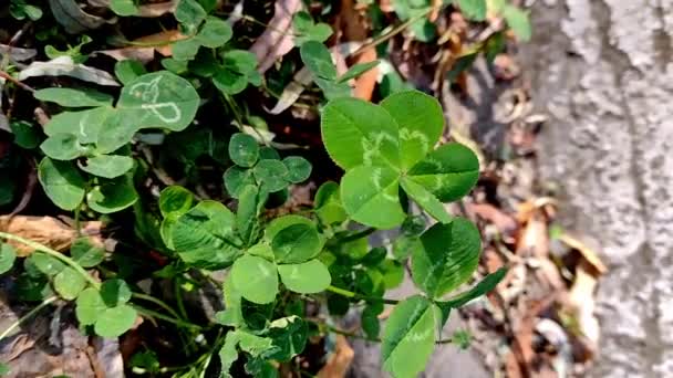 Real Five Leaf Clover Symbol Great Luck Mobile Video — Stock Video