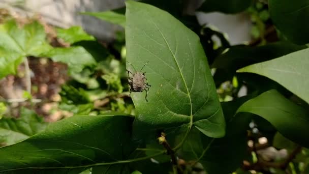 Nymphe Marbrée Punaise Puante Halyomorpha Halys Debout Sur Une Feuille — Video