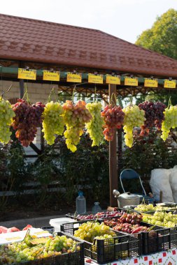 Üzüm üzümleri. Üstünde isim etiketi olan kırmızı üzüm çeşitleri. Moldova 'da Şarap Günü