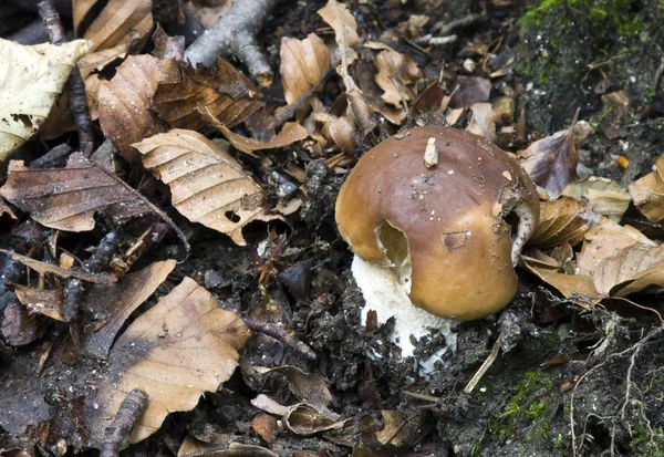 A gomba, a gyökér a növény közelében — Stock Fotó