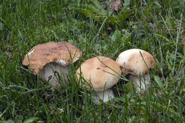 Cogumelos na grama do gramado . — Fotografia de Stock