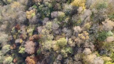 Yukarıdan görünen renkli sonbahar ağaçları