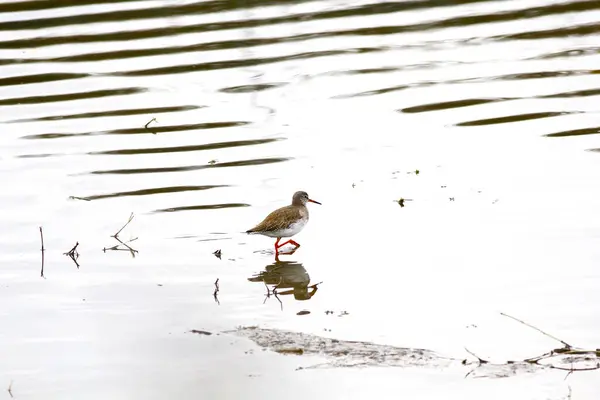 Common Redshank Tringa Totanus Sea Bird Nature Photography — 스톡 사진