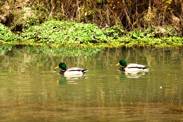 Mallard Anas Platyrhynchos Sea Bird Lake Фотография Природы — стоковое фото