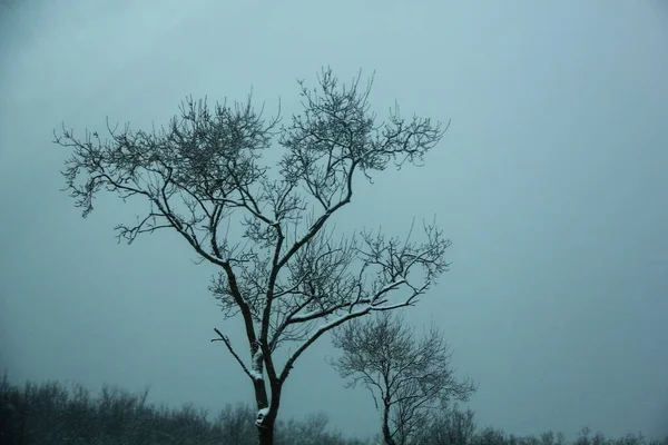 Kar ağaçları manzarası