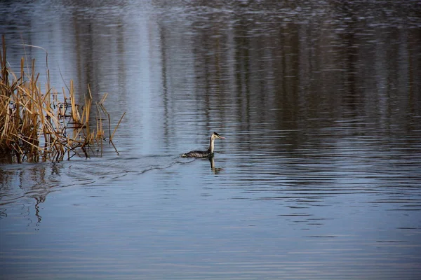 Grande Grebe Crista Podiceps Cristatus Lago Mar Pássaro Natureza — Fotografia de Stock