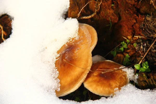 mushroom and snow ice photography nature