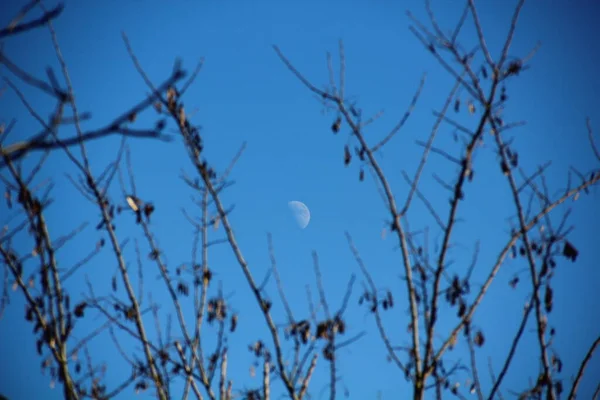 moon and trees sky blur effect trees landscape nature