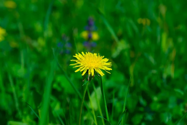 Dandelion in the grass — Stock Photo, Image