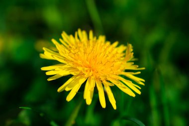 Çimlerde karahindiba