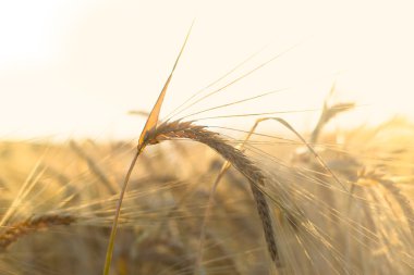 Olgun buğday kulaklarını kapat