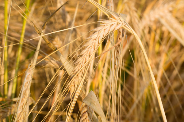 Закрыть спелые колосья