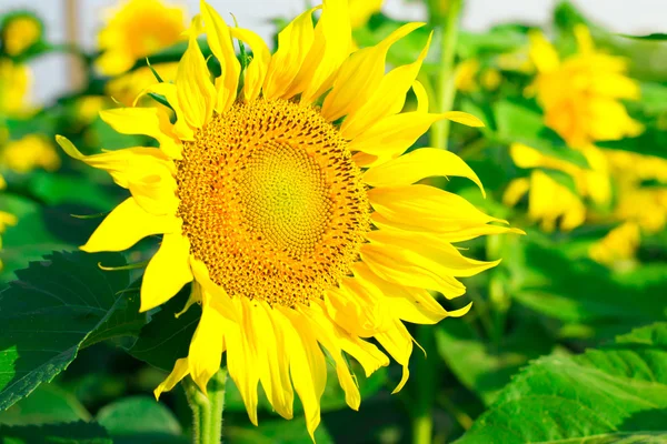 zonnebloem close-upAyçiçeği yakın çekim