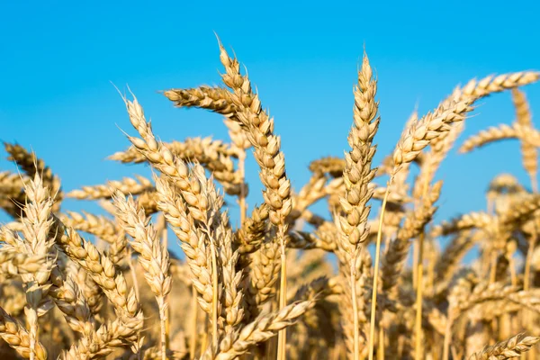 Close up of ripe wheat ears Royalty Free Stock Images