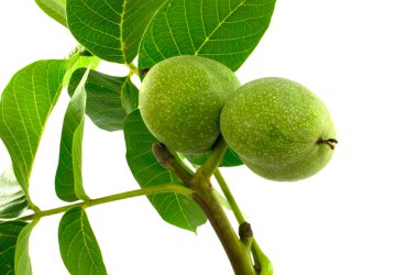 beyaz zemin üzerine yeşil ceviz