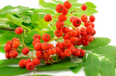 Beyaz bir arka plan üzerinde olgunlaşmış üvez