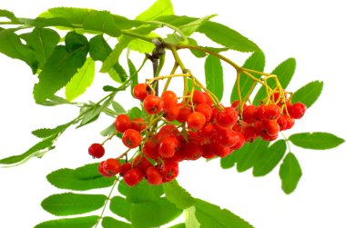 Beyaz bir arka plan üzerinde olgunlaşmış üvez