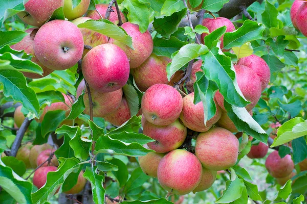 Ağaçtaki elma.