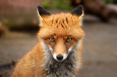 Red Fox, UK clipart