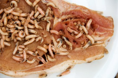 Maggots eating pork chop