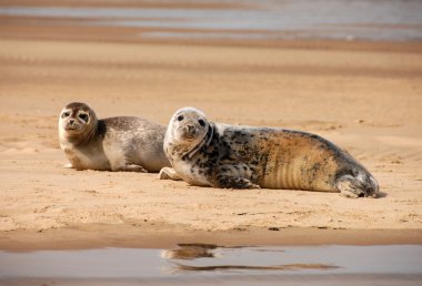 Gri foklar, Blakeney noktası, Norfolk, İngiltere