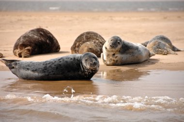 Gri foklar, Blakeney noktası, Norfolk, İngiltere