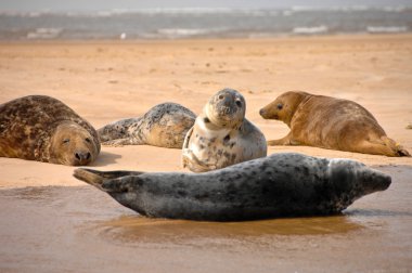 Gri foklar, Blakeney noktası, Norfolk, İngiltere