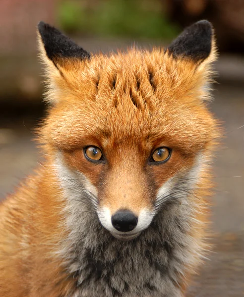 Red Fox, Reino Unido — Fotografia de Stock