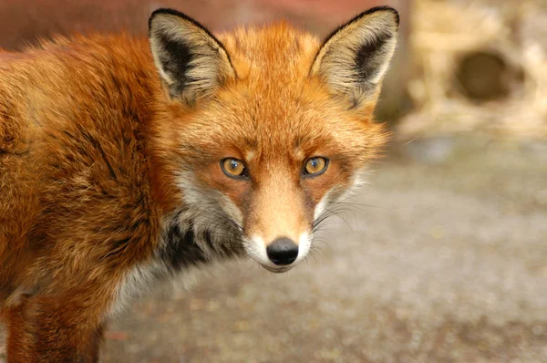 Red Fox, Великобритания — стоковое фото