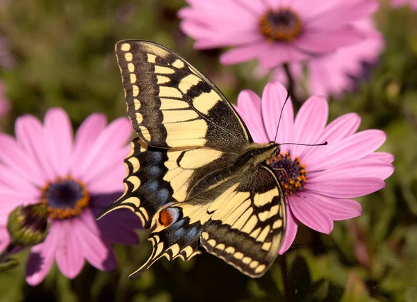 Coda Rondine Butterfly Papilio Machaon, Francia — Foto Stock