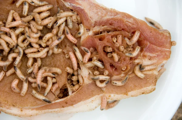 Larvas em costeleta de porco — Fotografia de Stock